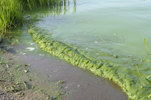 Mälaren, algblommande vatten